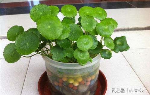 大水浇灌也不怕的绿色植物，做好五点，叶色油绿发亮——圆颗粒钾肥助力